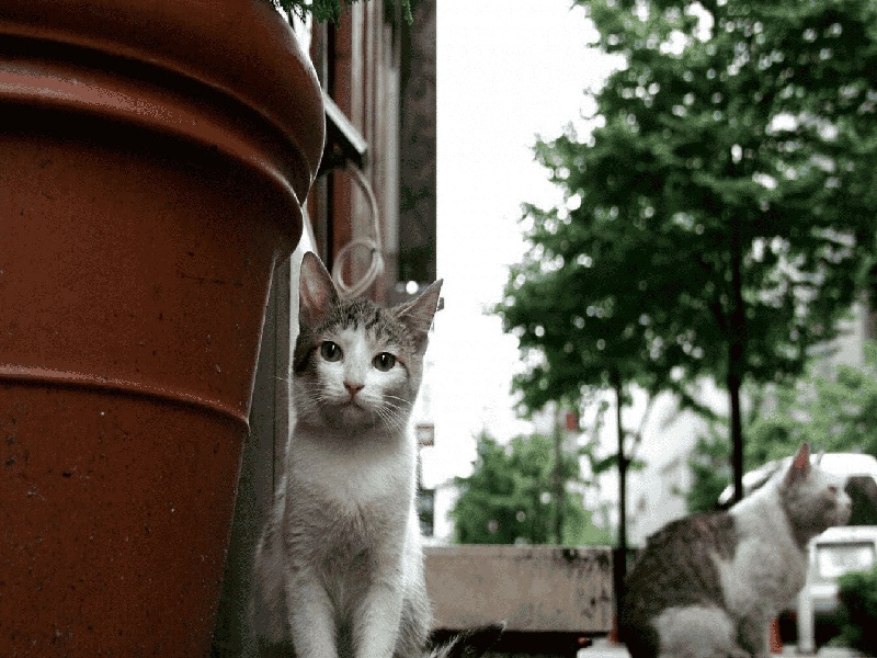 <strong>广州怎么获得试管皮肤（做试管新年文案）</strong>